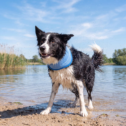Hunde-Kühlhalsband